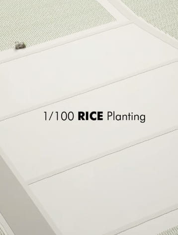 1/100 Rice Planting