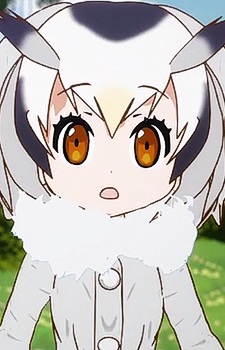  Northern White-faced Owl