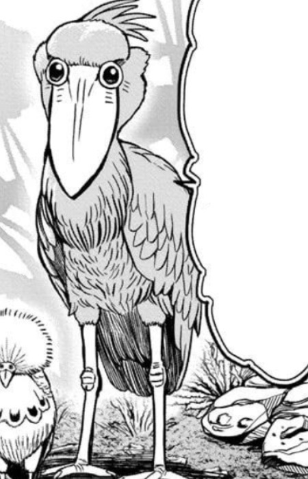  Shoebill